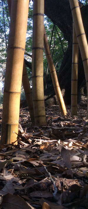Groovy Grove Grooming Every 2nd Saturday at Zilker Botanical Garden